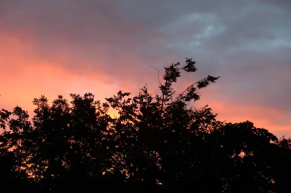 Wald im Morgengrauen. — Stockfoto