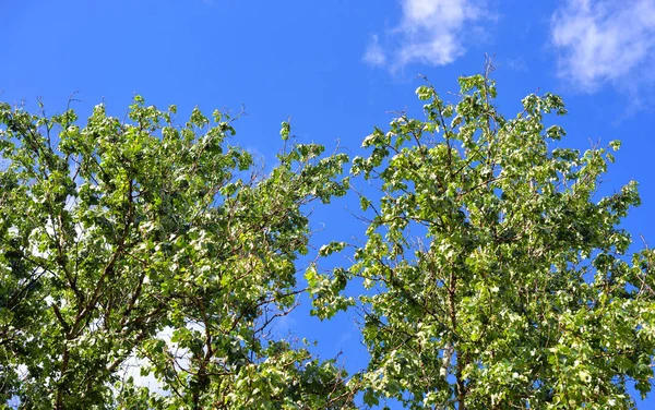 미루나무의 녹색 단풍. — 스톡 사진