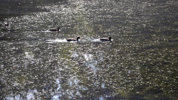 Canards dans l'étang. — Photo