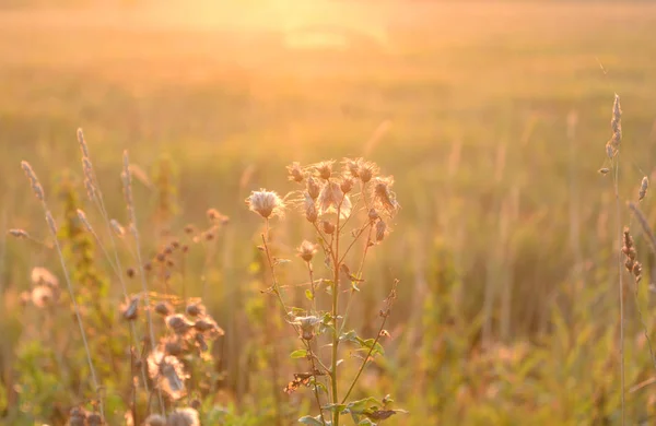 Dry grass on blurred background. — Stock Photo, Image