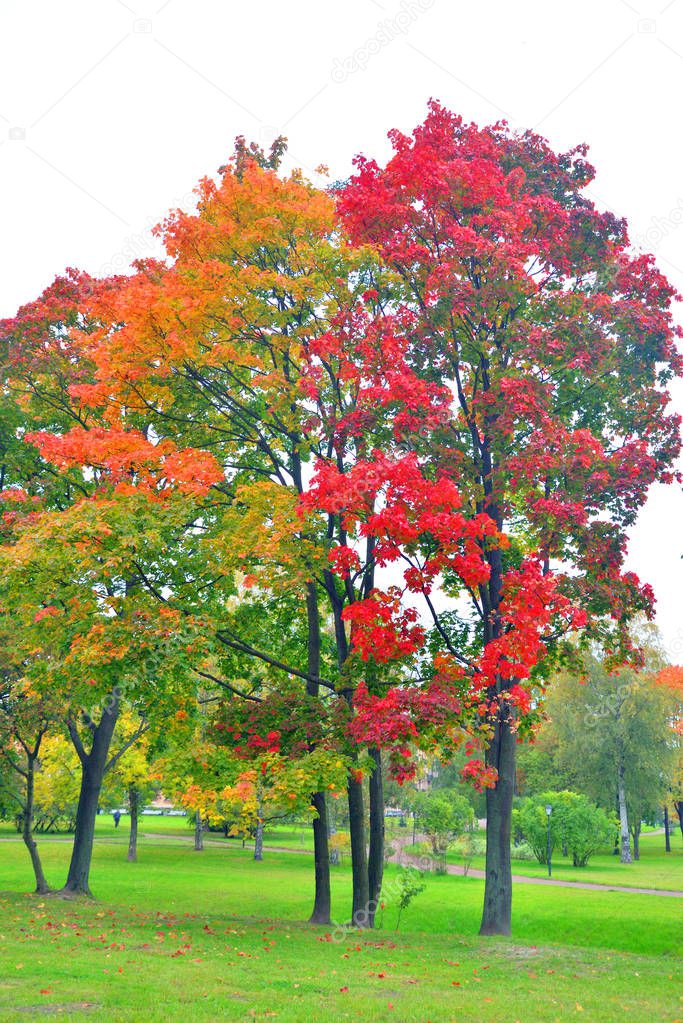 Park at autumn.