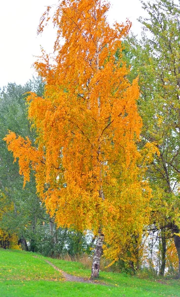 Sonbahar Park. — Stok fotoğraf