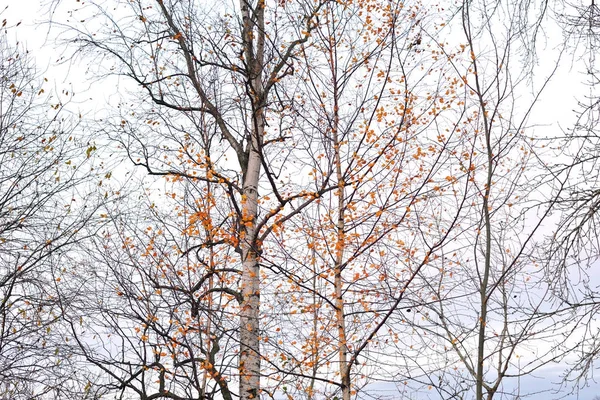 Árboles en otoño . — Foto de Stock