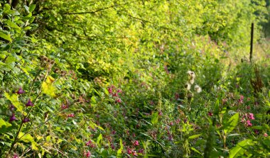 yatay yaz, çiçekler.