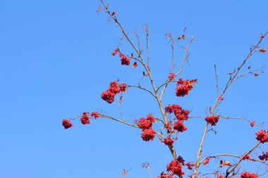 Rowanberry ağaç sonbahar kırmızı çilek ile.