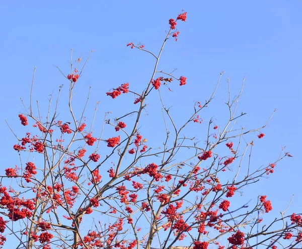 Rowanberry ağaç sonbahar kırmızı çilek ile. — Stok fotoğraf