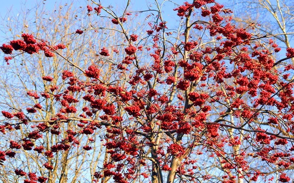 Rowanberry aux baies rouges à l'automne . — Photo