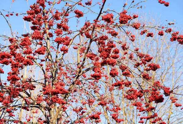 Rowanberry árvore com bagas vermelhas no outono . — Fotografia de Stock