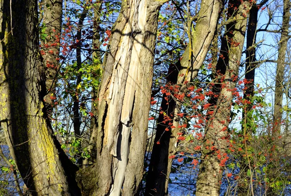 Park in het najaar. — Stockfoto