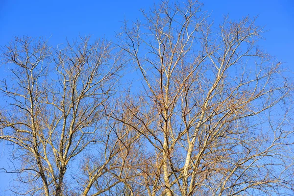 Poppel utan blad. — Stockfoto