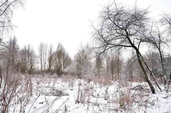 Winter landscape with snow covered tree. — Stock Photo, Image