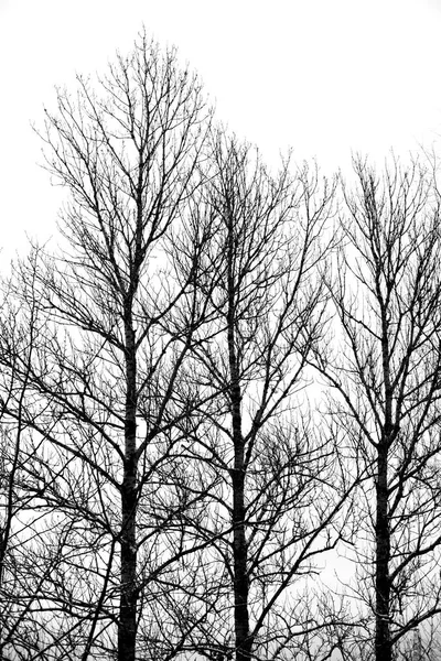 Trädets silhuett. — Stockfoto