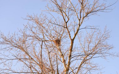ağaç yaprakları olmadan,