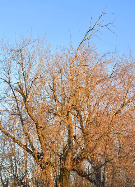 잎 없는 나무, — 스톡 사진