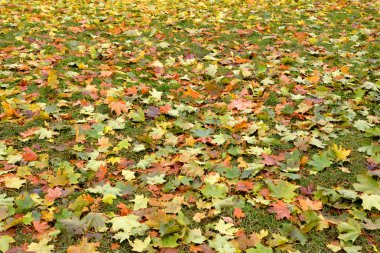 sonbahar yaprakları arka plan