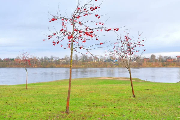 ต้นโรแวนเบอร์รี่กับเบอร์รี่สีแดง . — ภาพถ่ายสต็อก