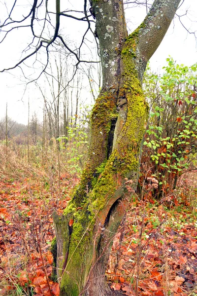 Tronco de árvore com musgo. — Fotografia de Stock