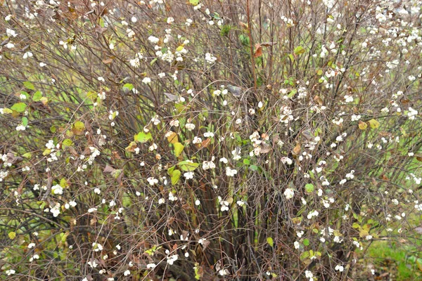 Bush with white berries in autumn. — Stock Photo, Image