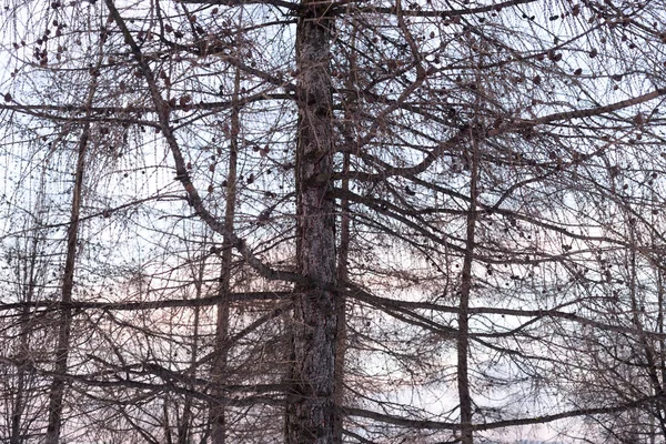 Ялинки на заході сонця . — стокове фото