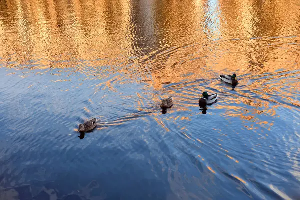 Enten auf dem Wasser. — Stockfoto