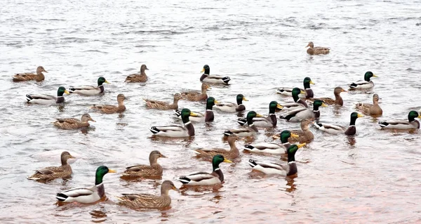 Enten auf dem Wasser. — Stockfoto