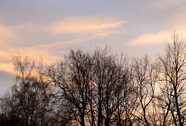 Silhouetten von Bäumen bei Sonnenuntergang. — Stockfoto