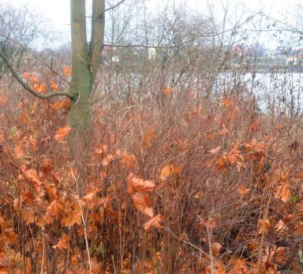 Struiken op de herfst. — Stockfoto