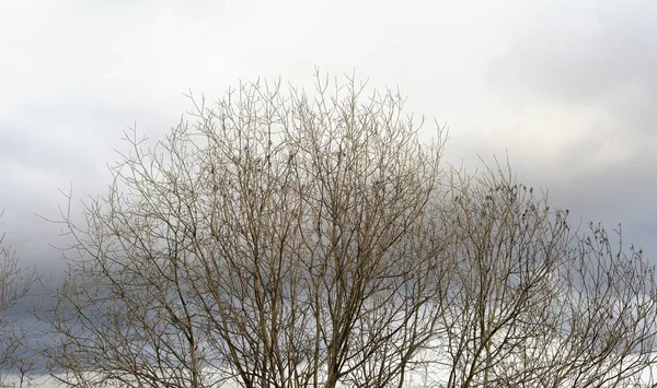 잎 없는 나무. — 스톡 사진