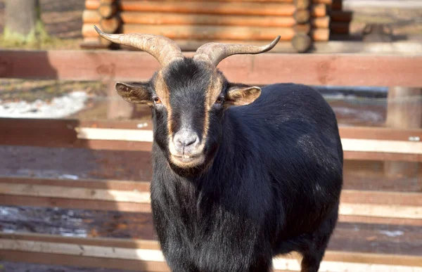Domestic black goat. — Stock Photo, Image