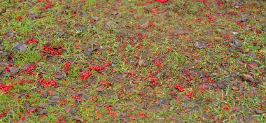 Yeşil çim ve düşmüş üvez meyveleri.