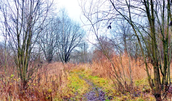 Road in park in het najaar. — Stockfoto