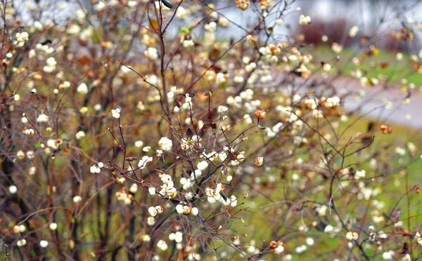 Bush con bayas blancas en otoño . — Foto de Stock