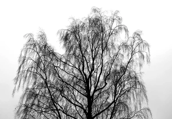 잎 없는 나무. — 스톡 사진