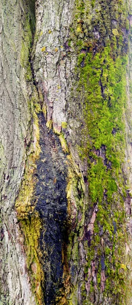 Tronco de árbol con musgo. —  Fotos de Stock