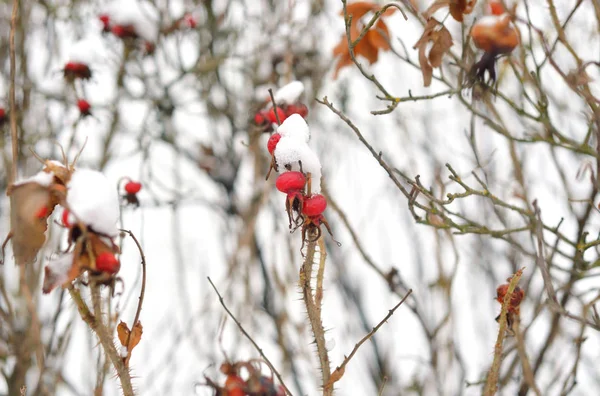 Dogrose 冬のフルーツ. — ストック写真