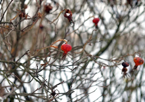 Dogrose 冬のフルーツ. — ストック写真