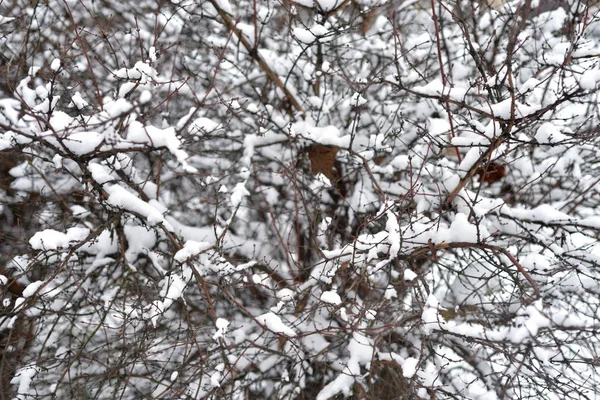 Takken bedekt met sneeuw. — Stockfoto