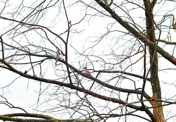 Pájaro carpintero en el árbol sin hojas . —  Fotos de Stock