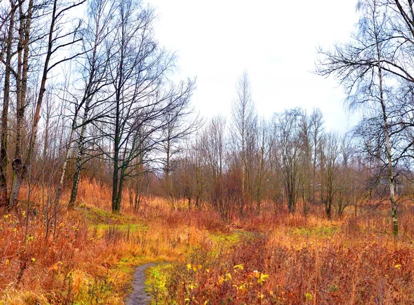 Park in het najaar. — Stockfoto