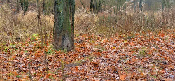 Park in het najaar. — Stockfoto