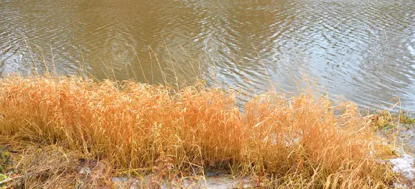 Dry autumn grass. — Stock Photo, Image