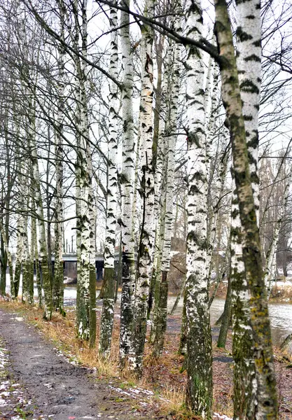 Road in park in het najaar. — Stockfoto