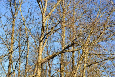 Kavak ağacı yaprakları olmadan.