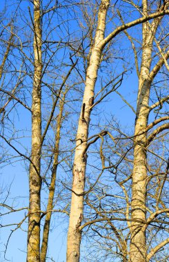 Kavak ağacı yaprakları olmadan.