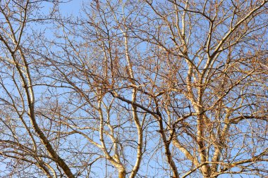 Kavak ağacı yaprakları olmadan.