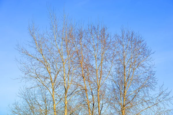 Baum ohne Blätter. — Stockfoto
