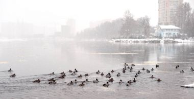 nehir üzerinde ördek.
