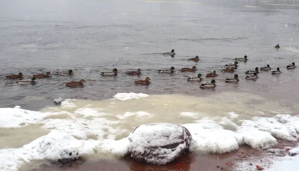 Ente auf Fluss. — Stockfoto