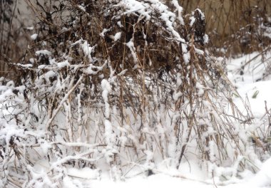 Karla kaplı dallar.