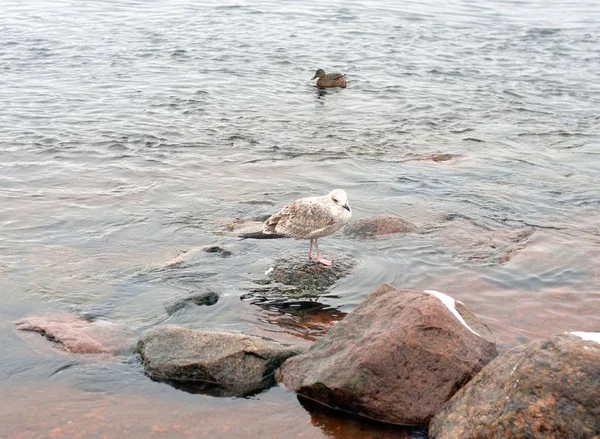 Cormorant sur une pierre de granit . — Photo